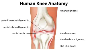 noleggio magnetoterapia per Lesioni dell'osso subcondrale